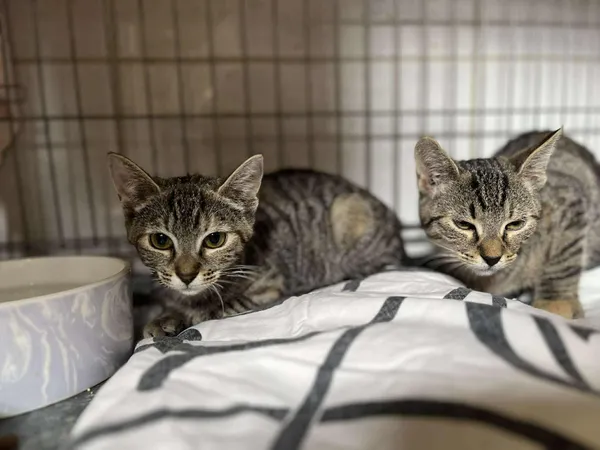 Znaleziono kota, Sosnowiec, 3 lipca 2025 (2/5)