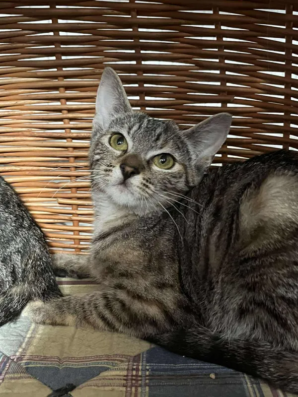 Znaleziono kota, Sosnowiec, 3 lipca 2025 (3/5)