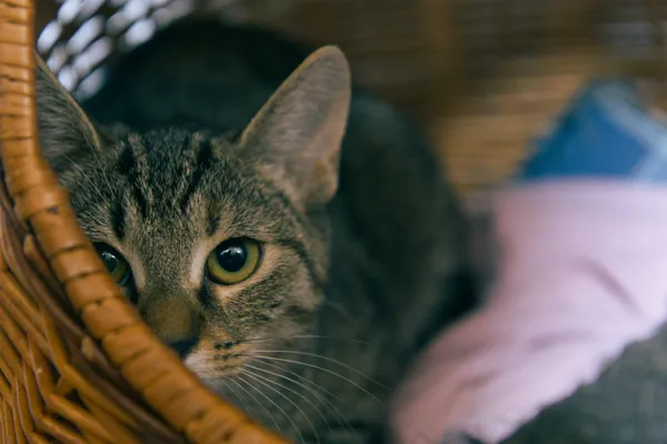 Znaleziono kota, Sosnowiec, 3 lipca 2025 (4/5)