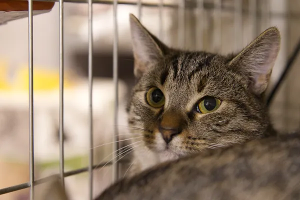 Znaleziono kota, Sosnowiec, 3 lipca 2025 (5/5)