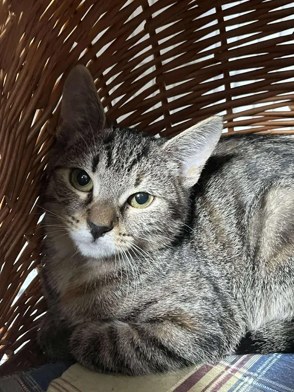 Znaleziono kota, Sosnowiec, 3 lipca 2025 (1/5)