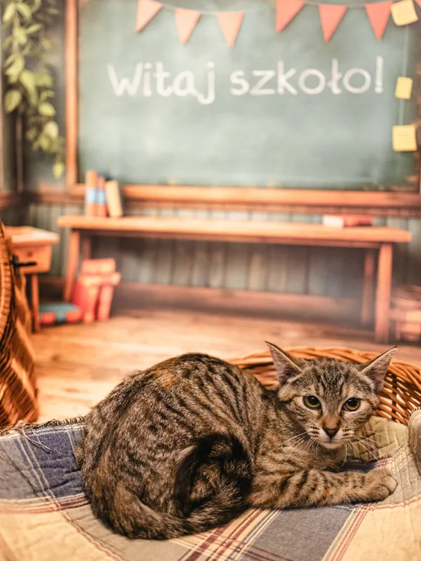 Znaleziono kota, Sosnowiec, 3 lipca 2025 (5/5)