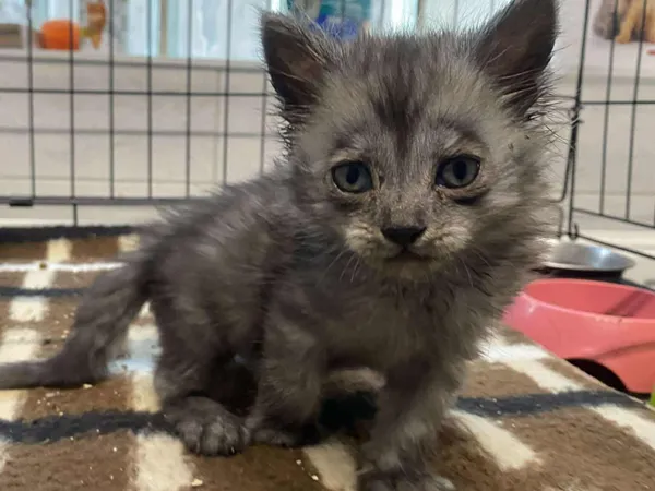 Znaleziono kota, Sosnowiec, 3 lipca 2025