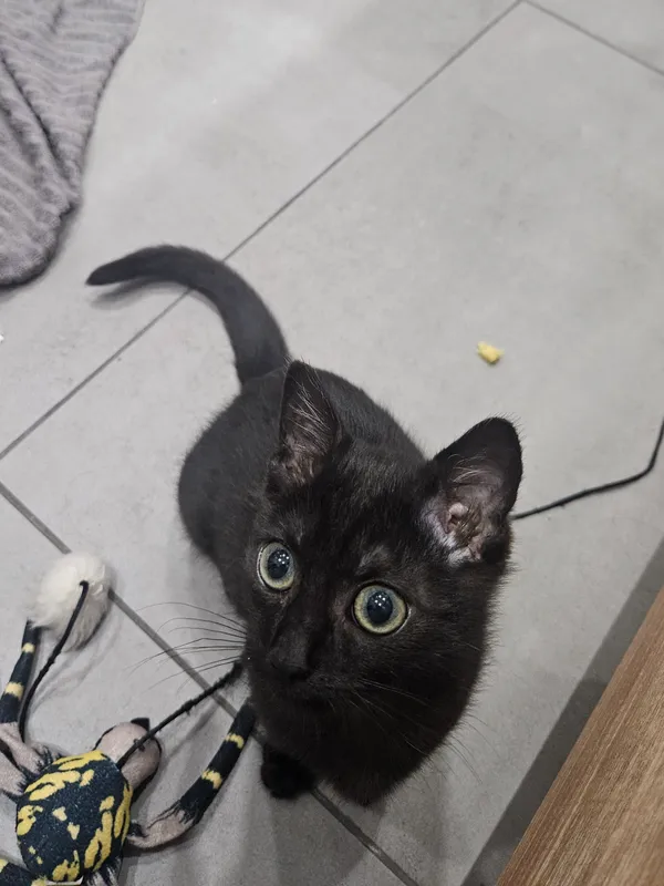 Znaleziono kota, Sosnowiec, 3 lipca 2025 (1/5)