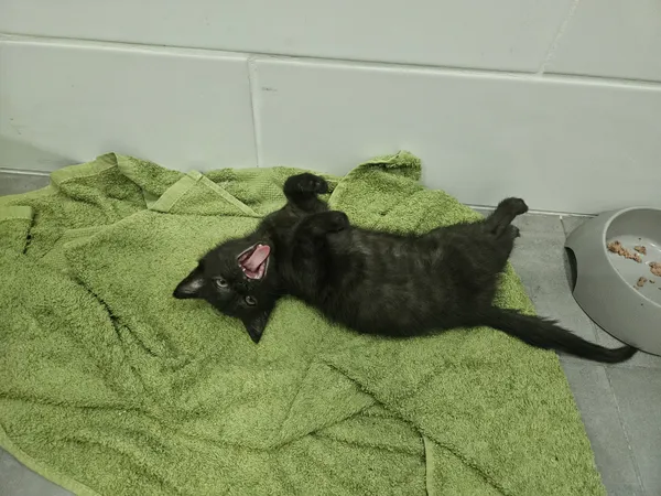 Znaleziono kota, Sosnowiec, 3 lipca 2025 (2/5)