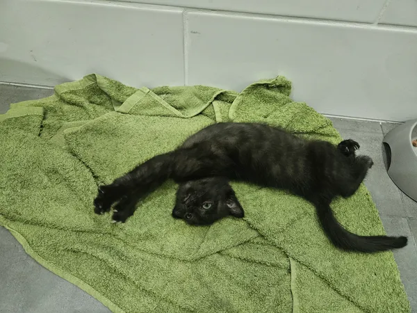 Znaleziono kota, Sosnowiec, 3 lipca 2025 (3/5)