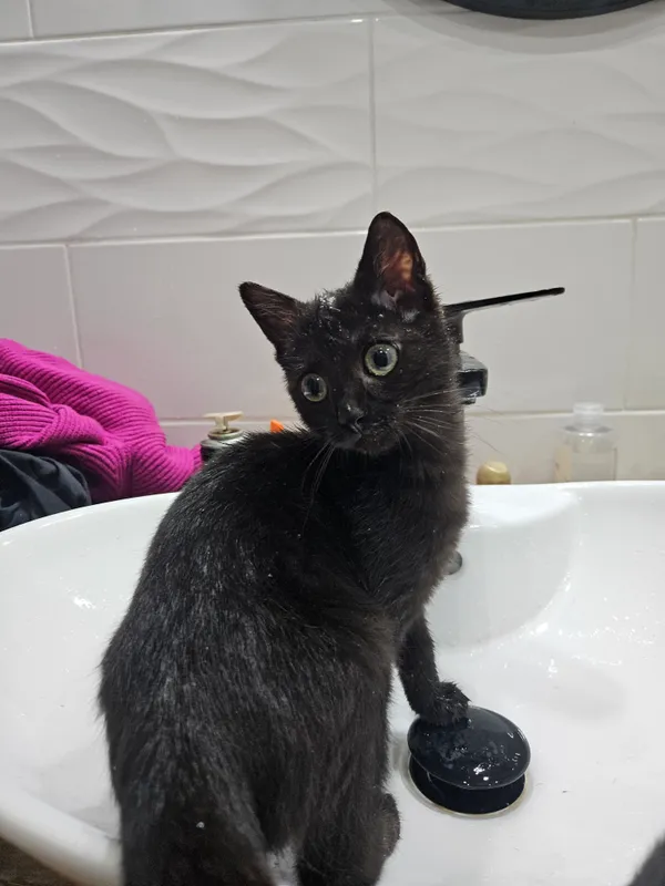 Znaleziono kota, Sosnowiec, 3 lipca 2025 (4/5)