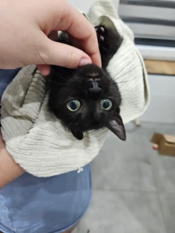 Znaleziono kota, Sosnowiec, 3 lipca 2025 (5/5)