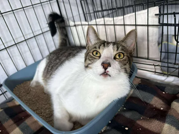 Znaleziono kota, Sosnowiec, 4 lipca 2025