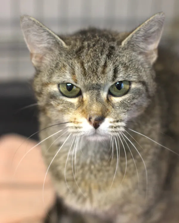 Znaleziono kota, Sosnowiec, 3 lipca 2025 (3/3)