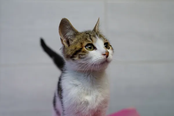 Znaleziono kota, Sosnowiec, 5 lipca 2025 (1/2)