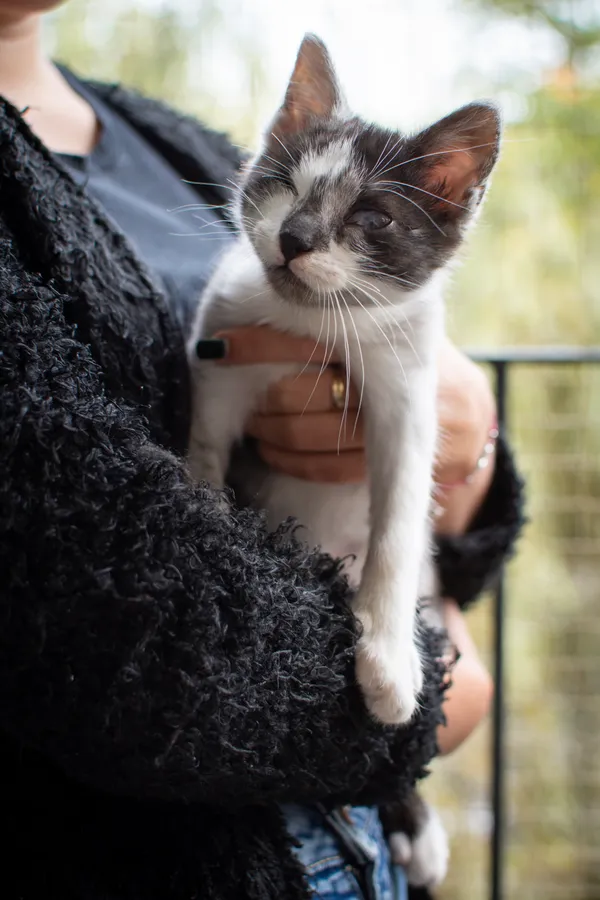 Znaleziono kota, Sosnowiec, 3 lipca 2025 (1/5)