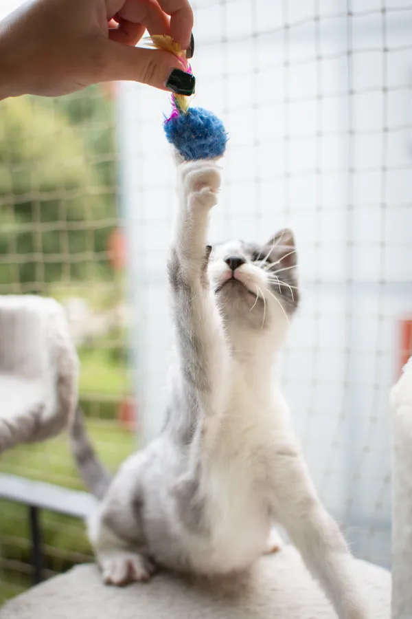 Znaleziono kota, Sosnowiec, 3 lipca 2025 (3/5)