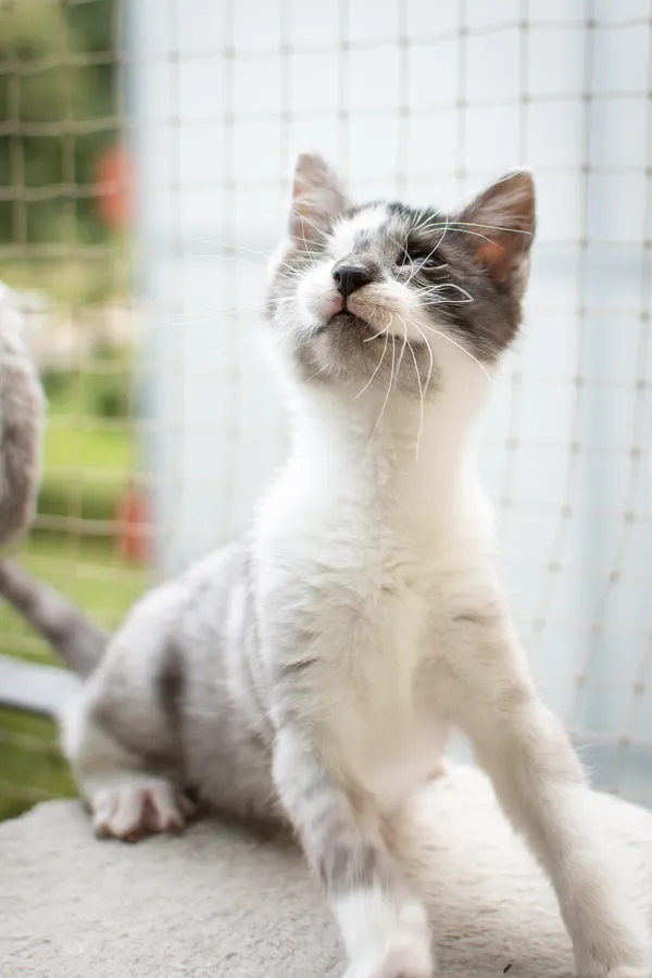 Znaleziono kota, Sosnowiec, 3 lipca 2025 (4/5)