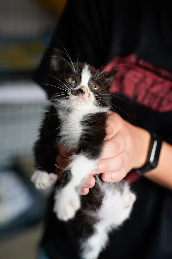 Znaleziono kota, Sosnowiec, 7 lipca 2025 (1/4)