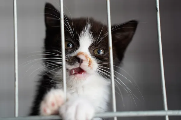 Znaleziono kota, Sosnowiec, 7 lipca 2025 (4/4)