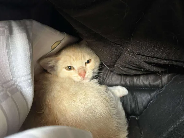 Znaleziono kota, Sosnowiec, 6 lipca 2025