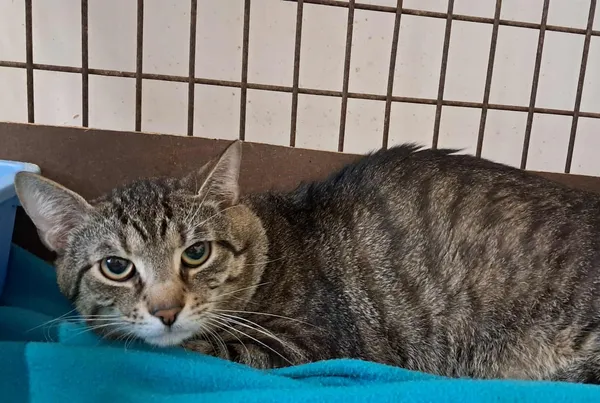 Znaleziono kota, Olsztyn, 7 lipca 2025