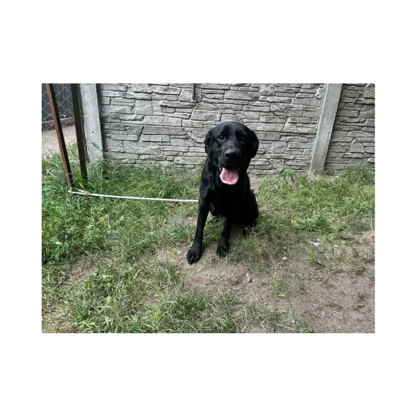 Znaleziono psa, Białystok, 2 lipca 2025