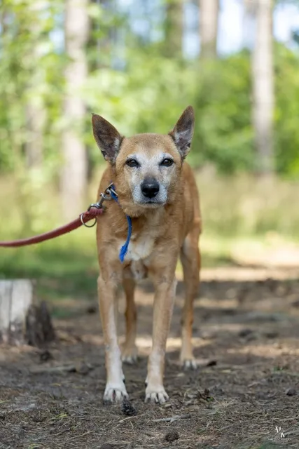 Pies do adopcji, Piła, 19 maja 2025 (1/3)