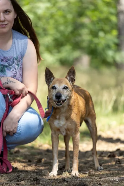 Pies do adopcji, Piła, 19 maja 2025 (2/3)