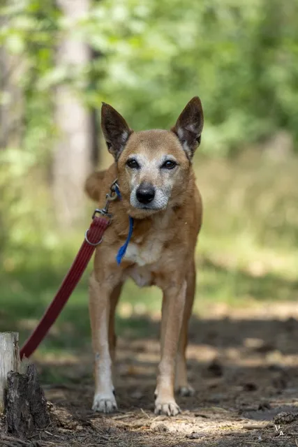 Pies do adopcji, Piła, 19 maja 2025 (3/3)