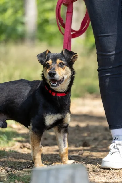 Pies do adopcji, Piła, 17 maja 2025 (2/5)