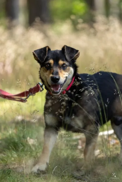 Pies do adopcji, Piła, 17 maja 2025 (5/5)
