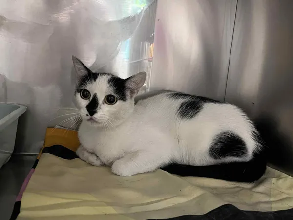 Kot do adopcji, Włocławek, 6 lipca 2025 (1/2)