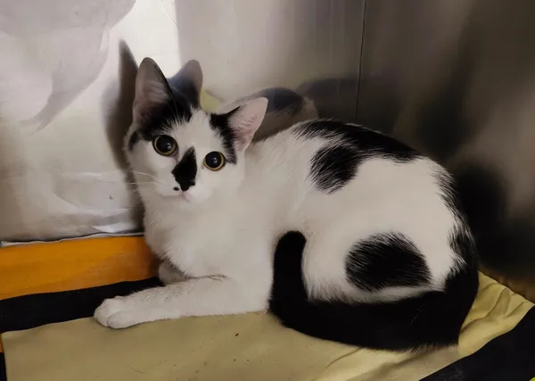 Kot do adopcji, Włocławek, 6 lipca 2025 (2/2)