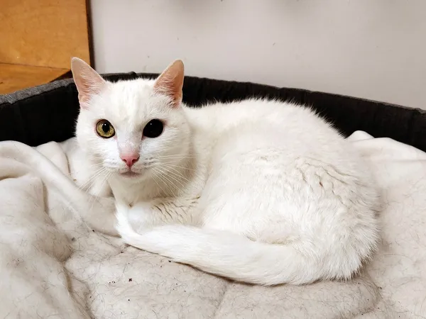 Kot do adopcji, Włocławek, 4 lipca 2025 (1/5)