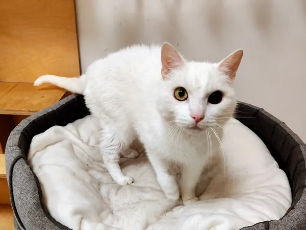 Kot do adopcji, Włocławek, 4 lipca 2025 (2/5)