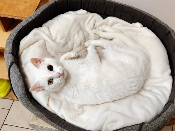 Kot do adopcji, Włocławek, 4 lipca 2025 (4/5)