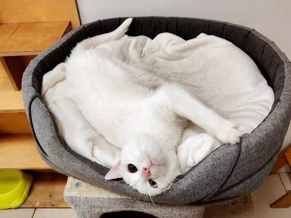 Kot do adopcji, Włocławek, 4 lipca 2025 (5/5)