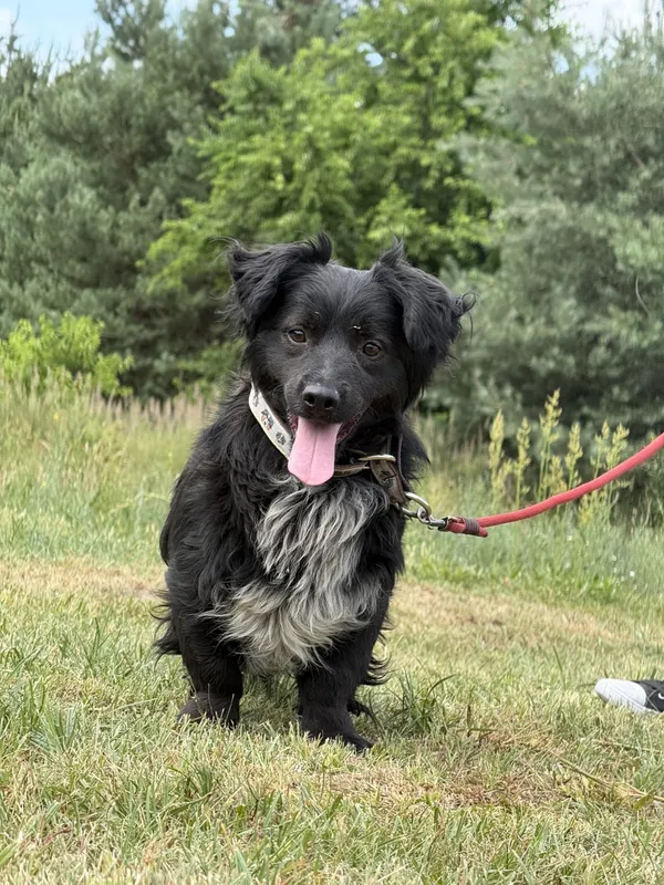 Pies do adopcji, Pieczyska, 7 lipca 2025 (3/5)