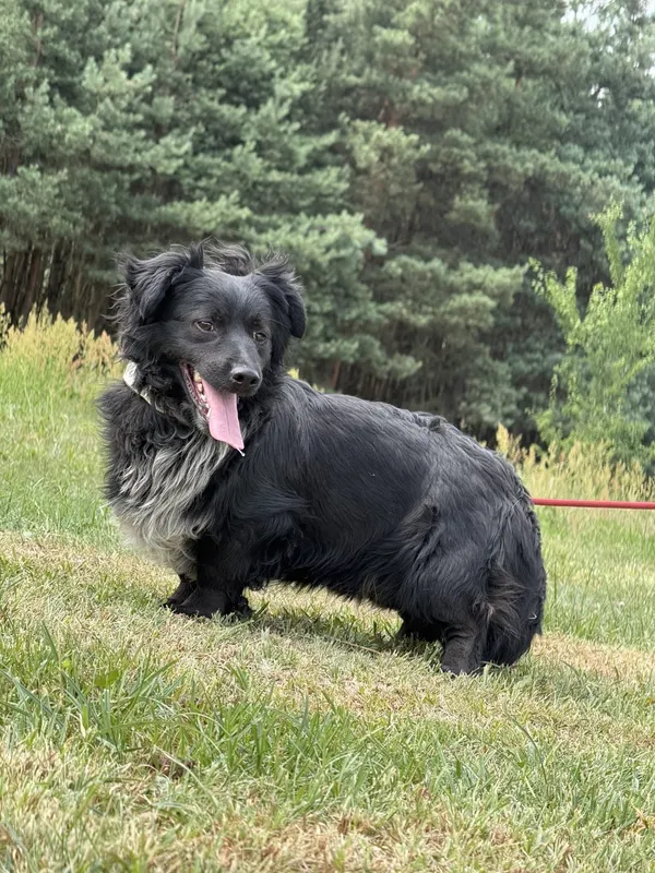 Pies do adopcji, Pieczyska, 7 lipca 2025 (4/5)