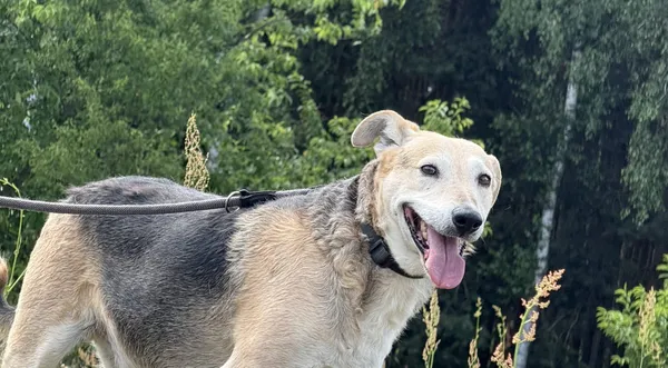 Pies do adopcji, Pieczyska, 7 lipca 2025 (1/4)