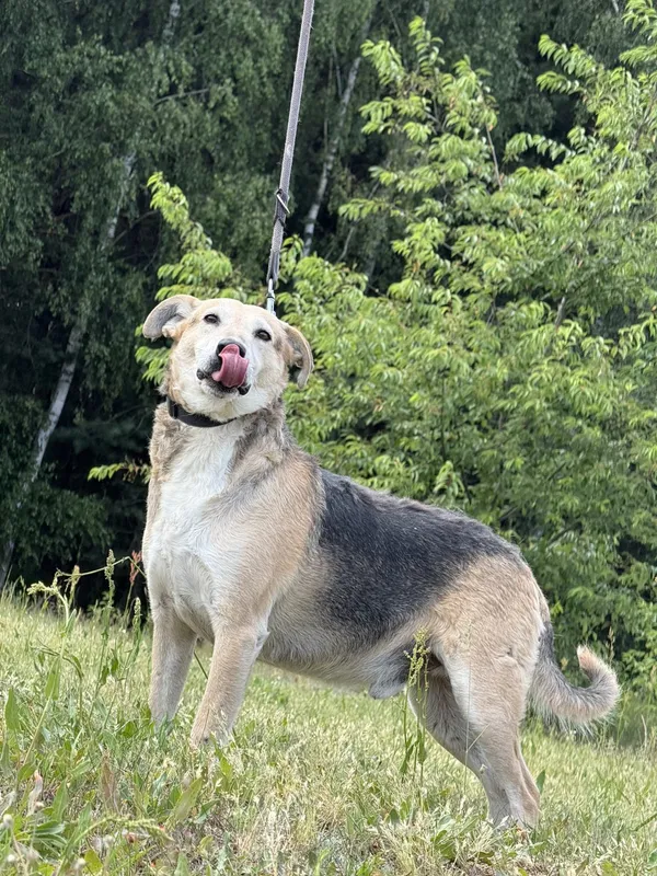 Pies do adopcji, Pieczyska, 7 lipca 2025 (2/4)