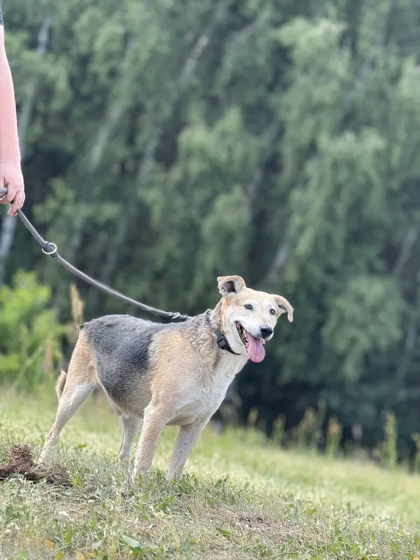 Pies do adopcji, Pieczyska, 7 lipca 2025 (4/4)