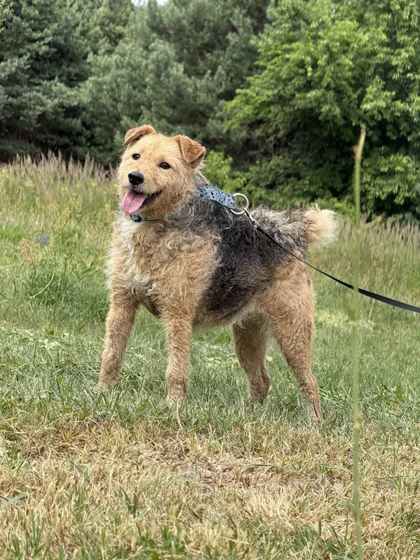 Pies do adopcji, Pieczyska, 7 lipca 2025 (2/5)