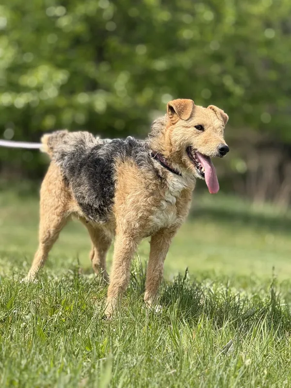 Pies do adopcji, Pieczyska, 7 lipca 2025 (3/5)