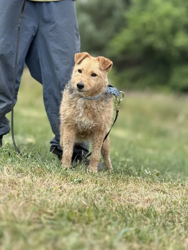 Pies do adopcji, Pieczyska, 7 lipca 2025 (4/5)