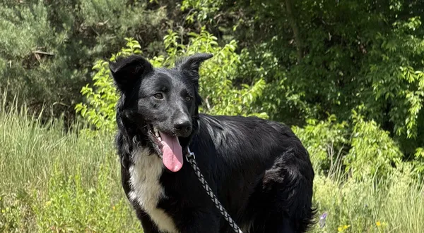 Pies do adopcji, Pieczyska, 7 lipca 2025 (1/4)