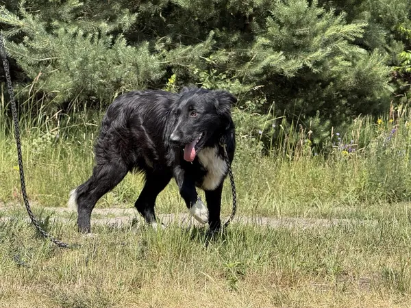 Pies do adopcji, Pieczyska, 7 lipca 2025 (2/4)