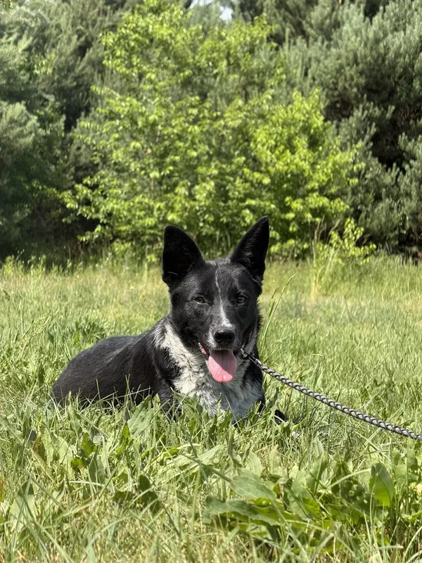 Pies do adopcji, Pieczyska, 7 lipca 2025 (3/5)