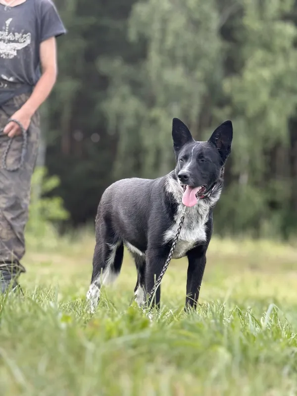 Pies do adopcji, Pieczyska, 7 lipca 2025 (5/5)