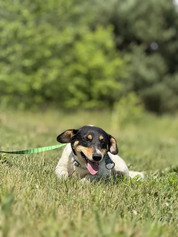 Pies do adopcji, Pieczyska, 7 lipca 2025 (2/2)