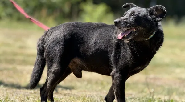 Pies do adopcji, Pieczyska, 7 lipca 2025 (1/4)