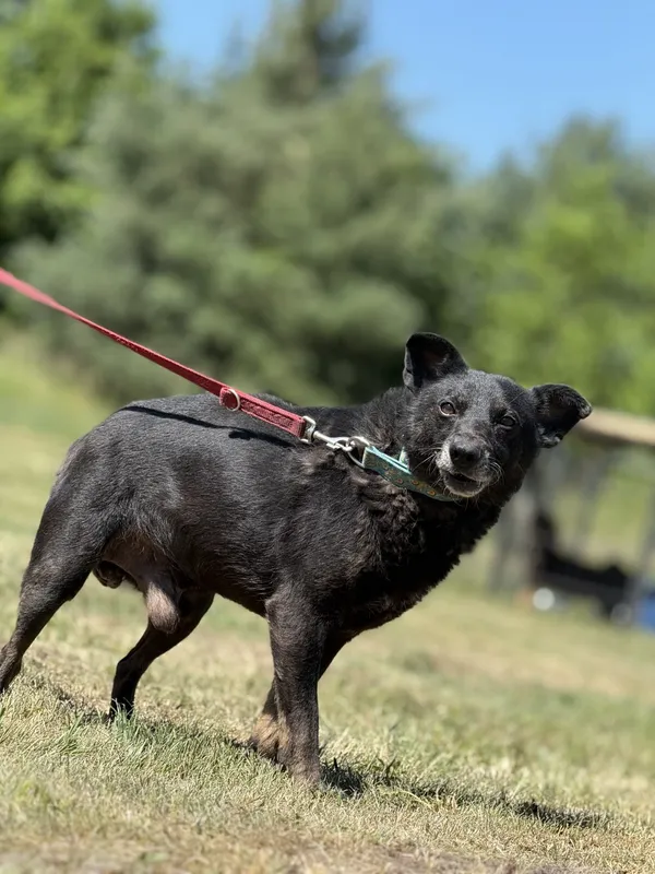 Pies do adopcji, Pieczyska, 7 lipca 2025 (2/4)