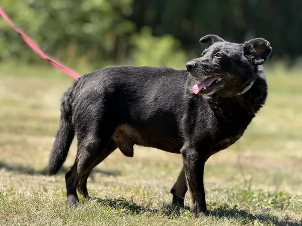 Pies do adopcji, Pieczyska, 7 lipca 2025 (3/4)